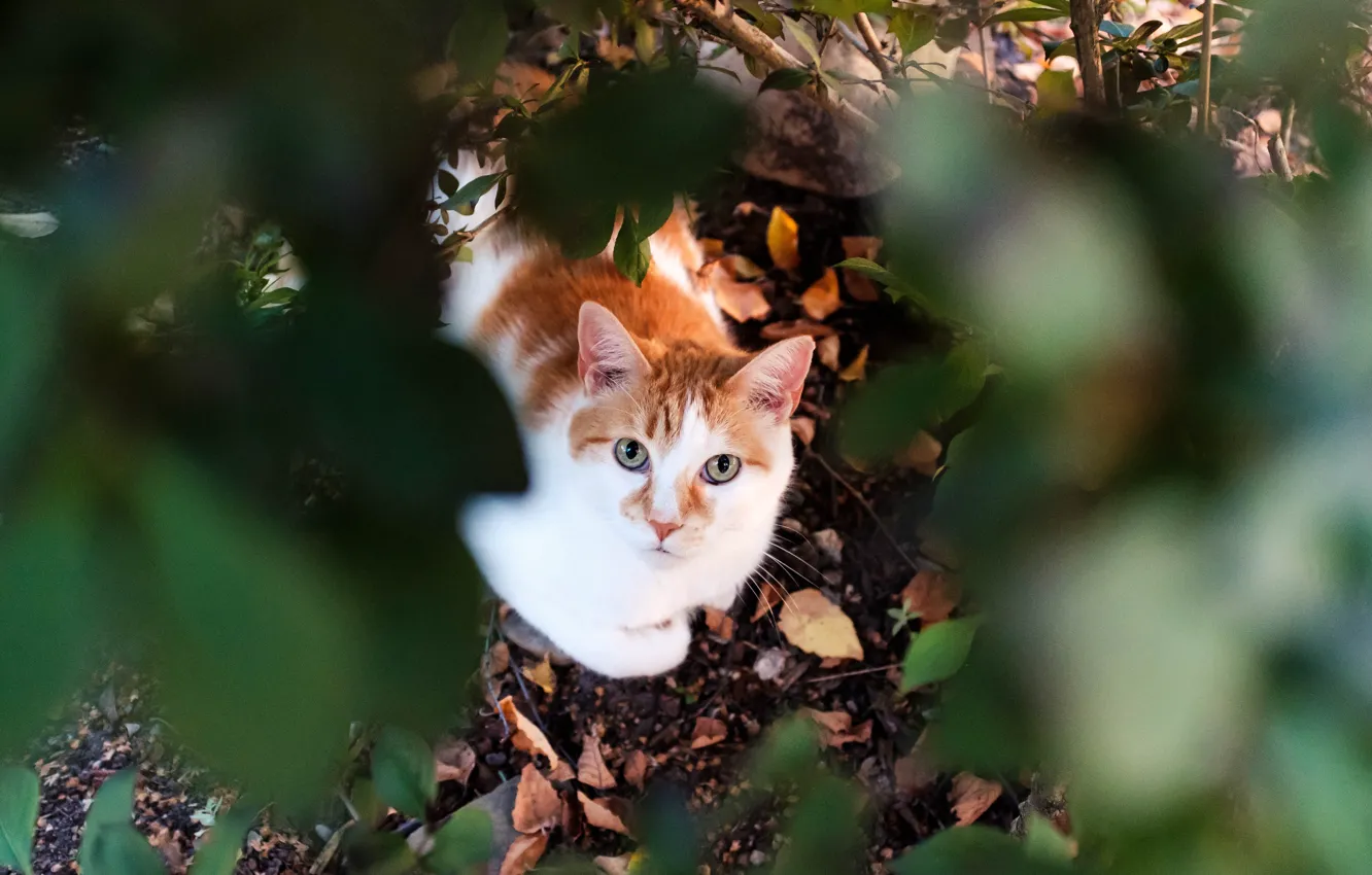 Photo wallpaper cat, look, leaves, muzzle, cat