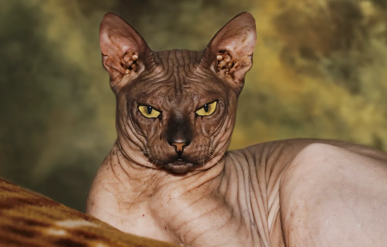 Photo wallpaper cat, background, Sphinx