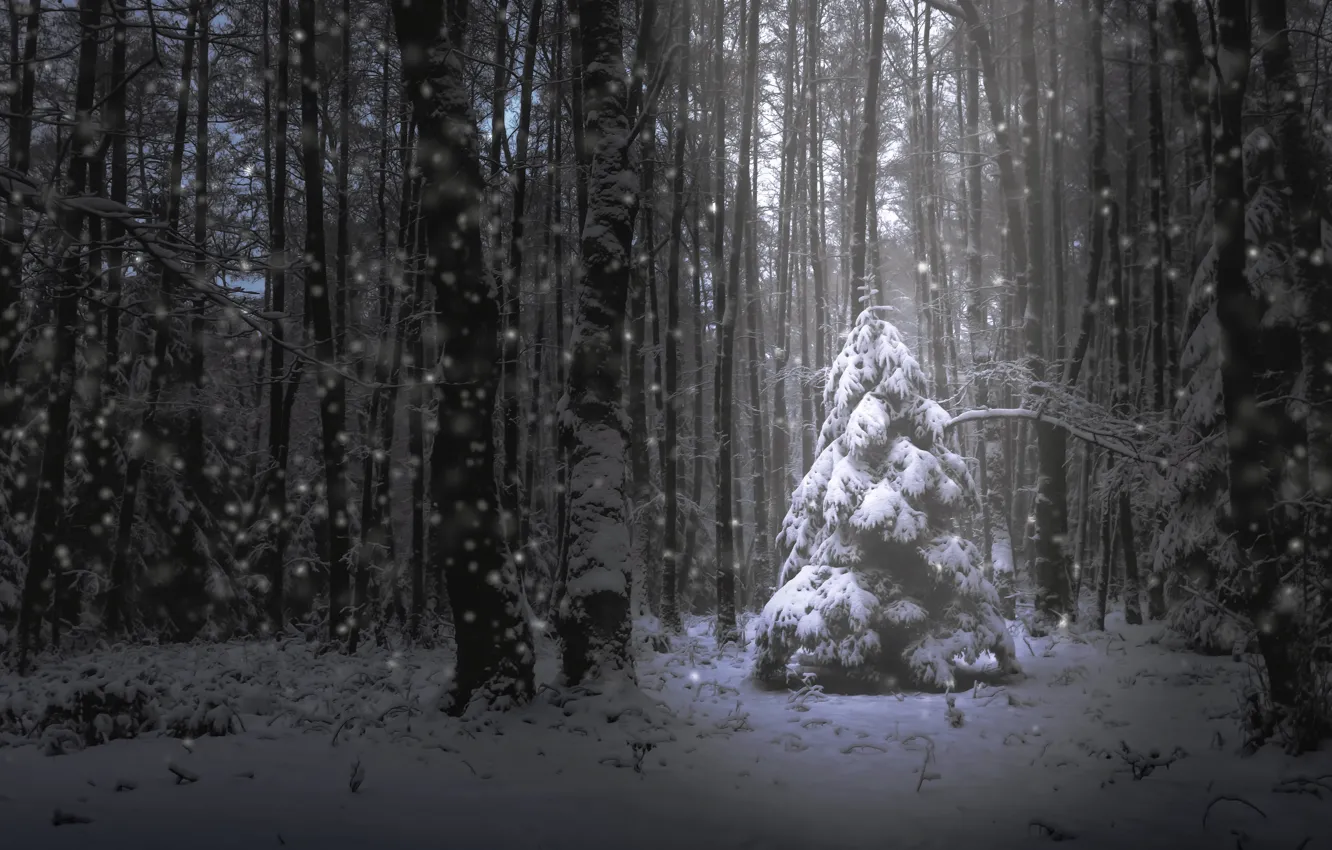Photo wallpaper forest, snow, tree