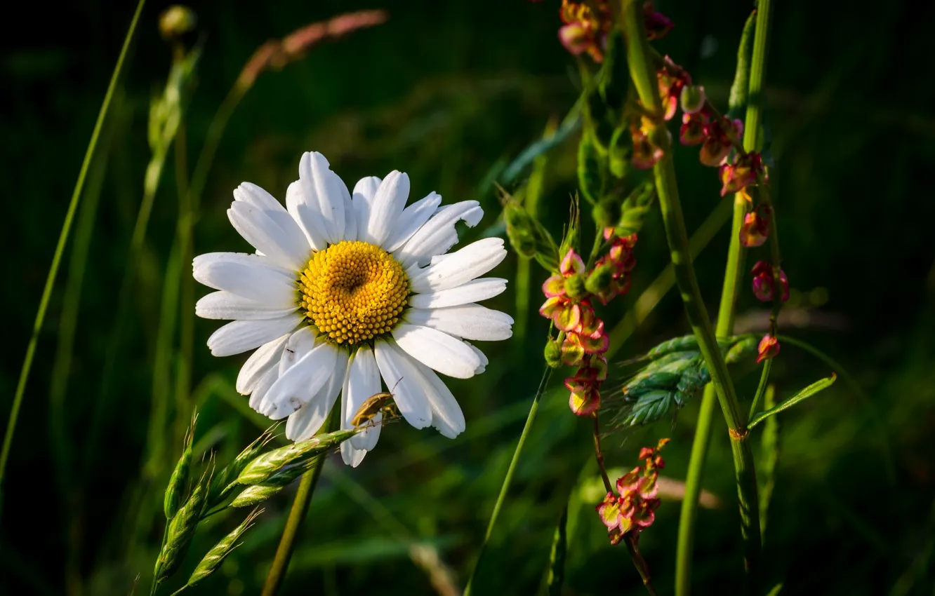 Photo wallpaper field, summer, grass, flowers, Daisy