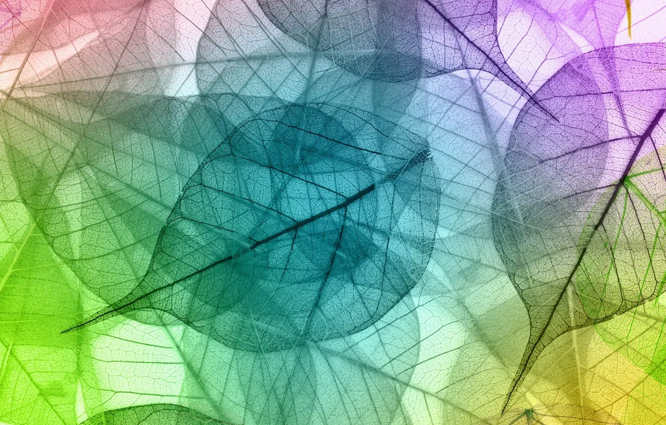 Photo wallpaper leaves, transparency, color, palette