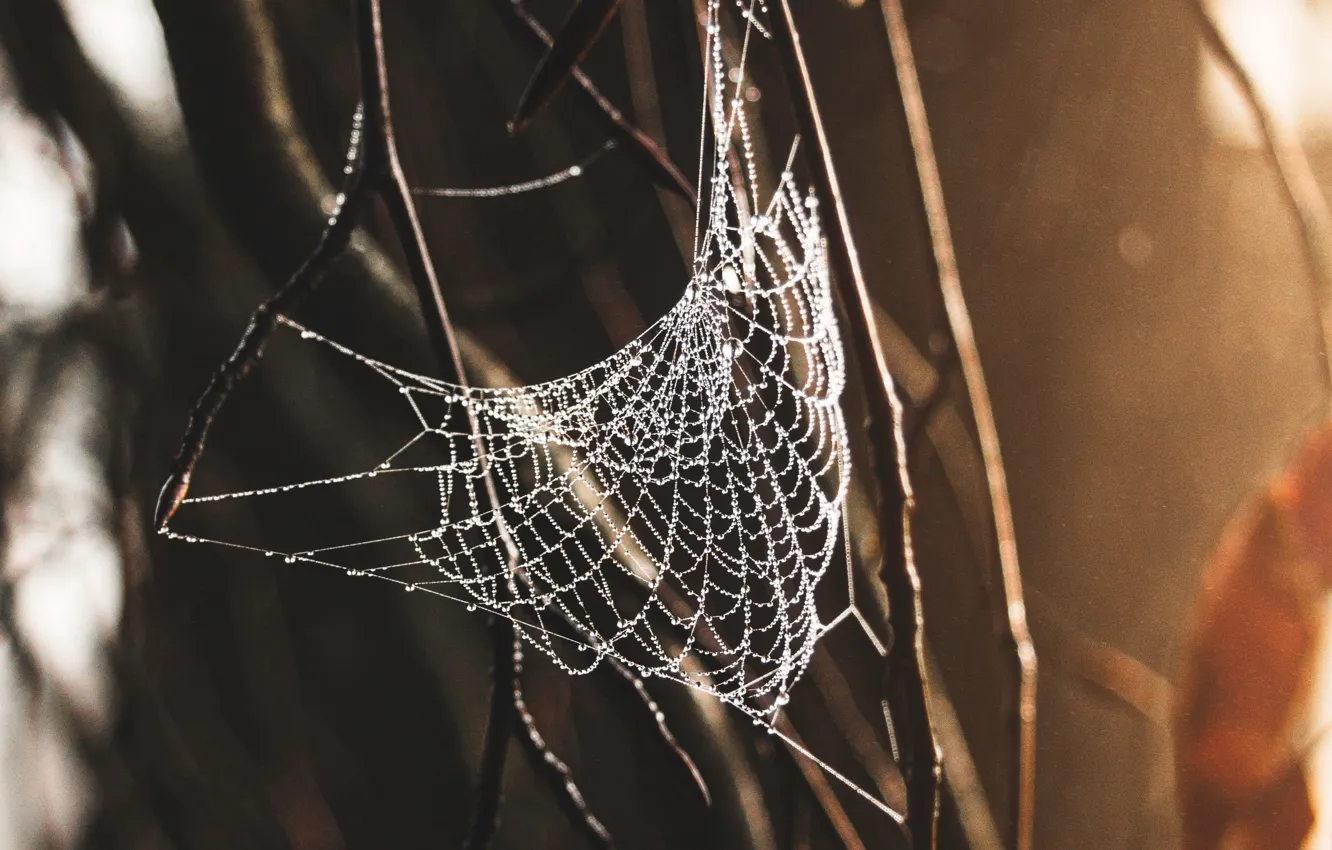 Photo wallpaper spider, macro, web