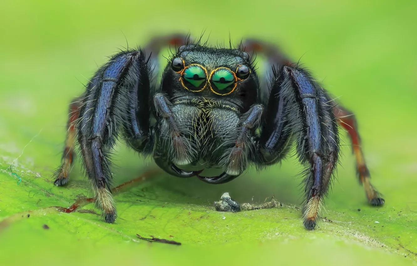 Photo wallpaper look, macro, green, background, black, leaf, spider, green eyes