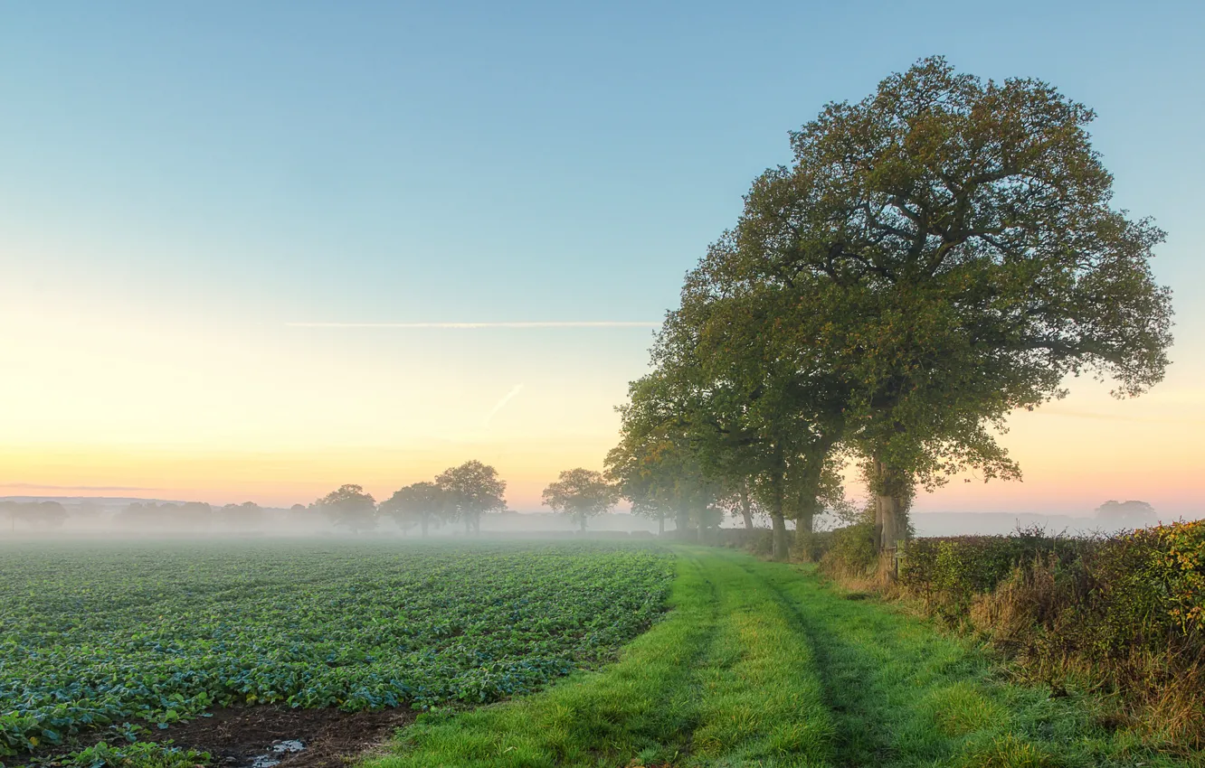 Photo wallpaper field, summer, trees, fog, morning