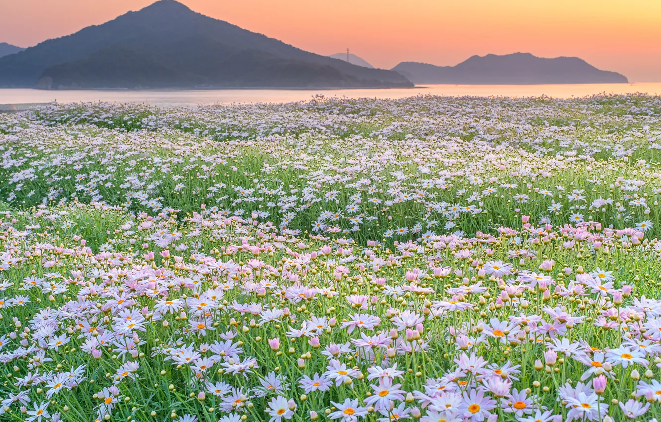 Photo wallpaper field, flowers, mountains, nature