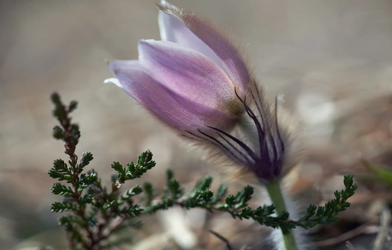 Photo wallpaper flower, macro, light, nature, sprig, pink, blur, spring