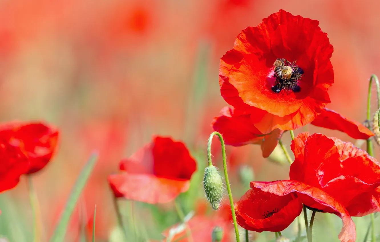 Photo wallpaper summer, flowers, red, bee, Maki, insect, bokeh