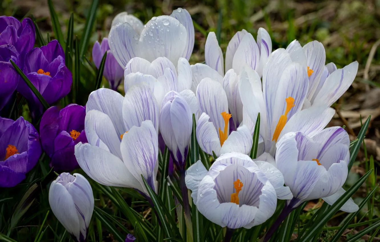 Photo wallpaper drops, flowers, spring, crocuses, white, striped, primrose, lilac