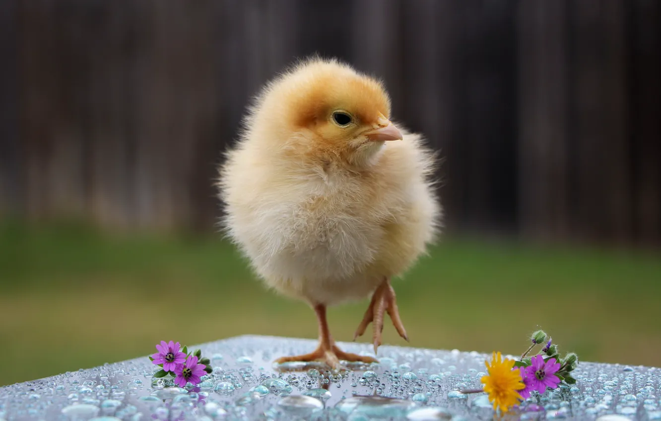 Photo wallpaper flowers, yellow, baby, chicken