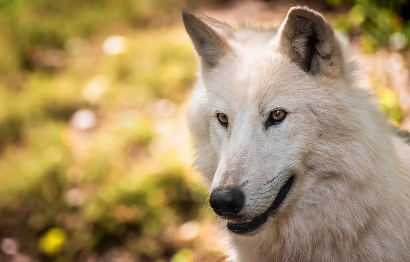 Photo wallpaper white, look, face, wolf, portrait, bokeh, polar