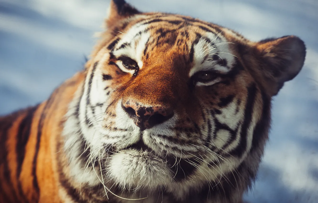 Photo wallpaper look, face, predator, wild cat, The Amur tiger