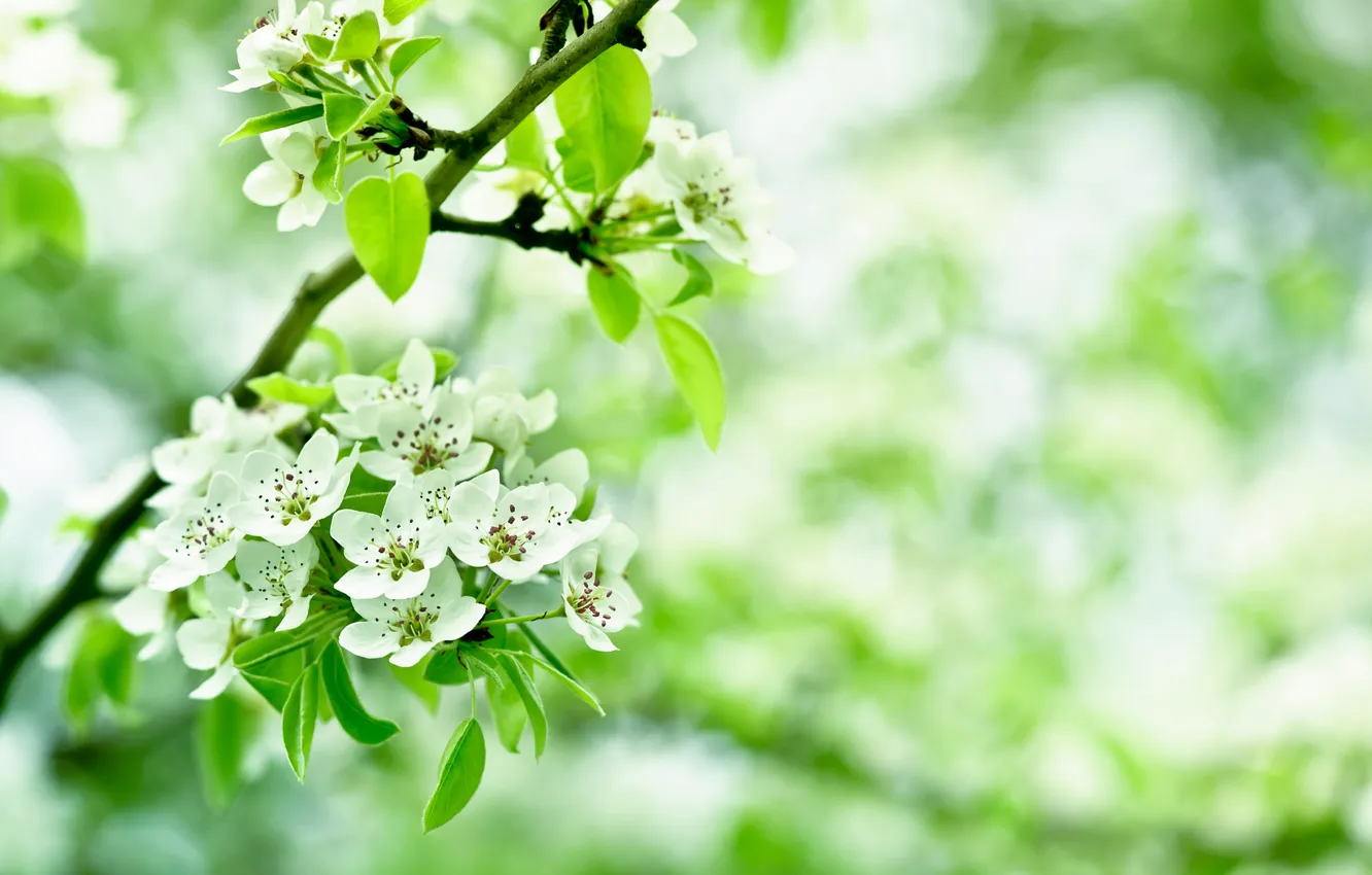 Photo wallpaper leaves, flowers, branches, Apple