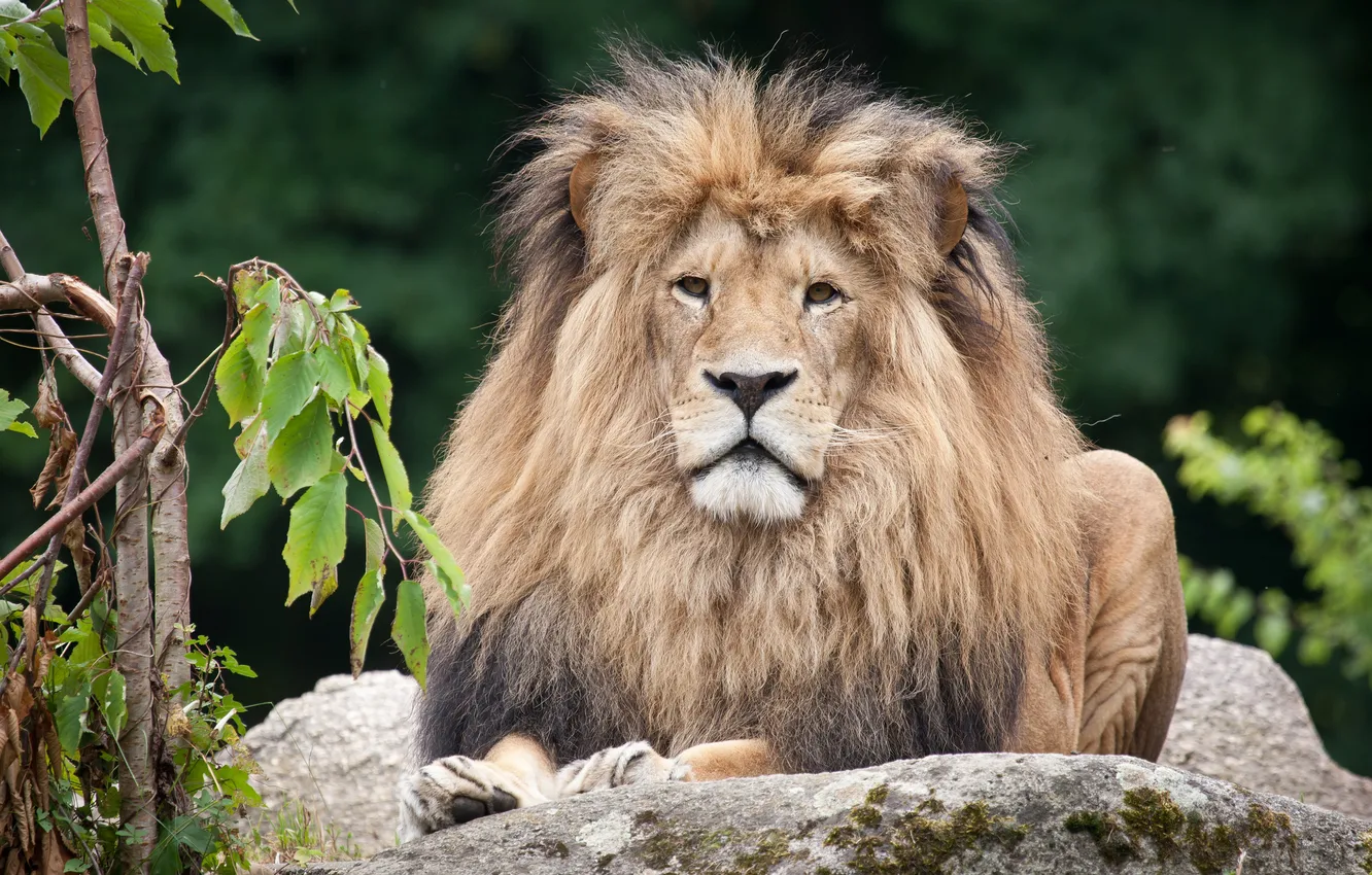 Photo wallpaper cat, stones, foliage, Leo, mane