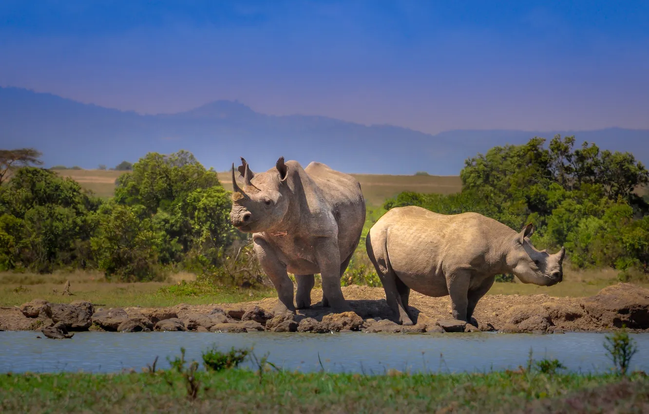 Photo wallpaper landscape, mountains, Rhino, Africa