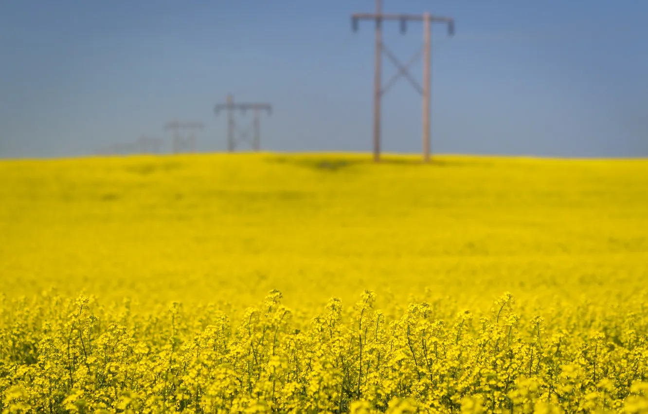 Photo wallpaper field, summer, nature, rape