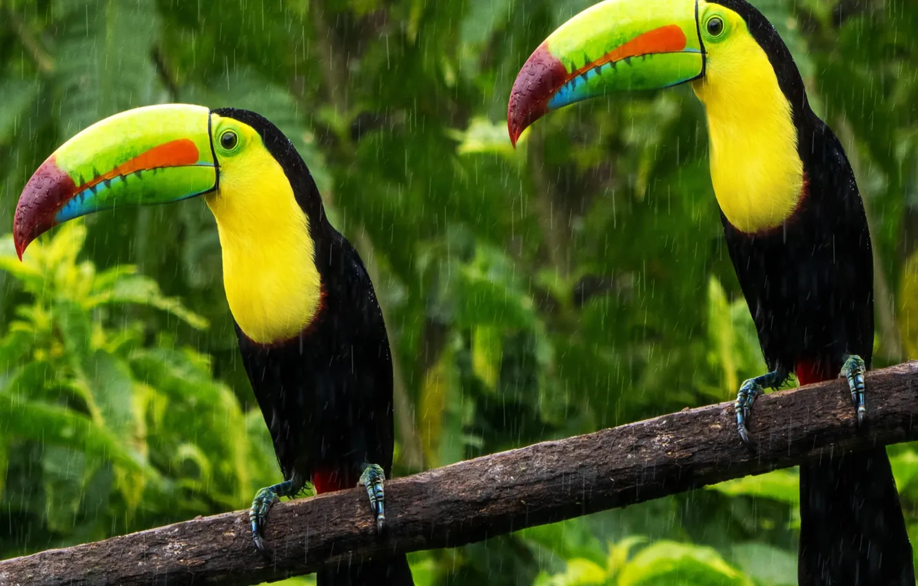 Photo wallpaper jungle, birds, Tucan, Tropical Rainforest
