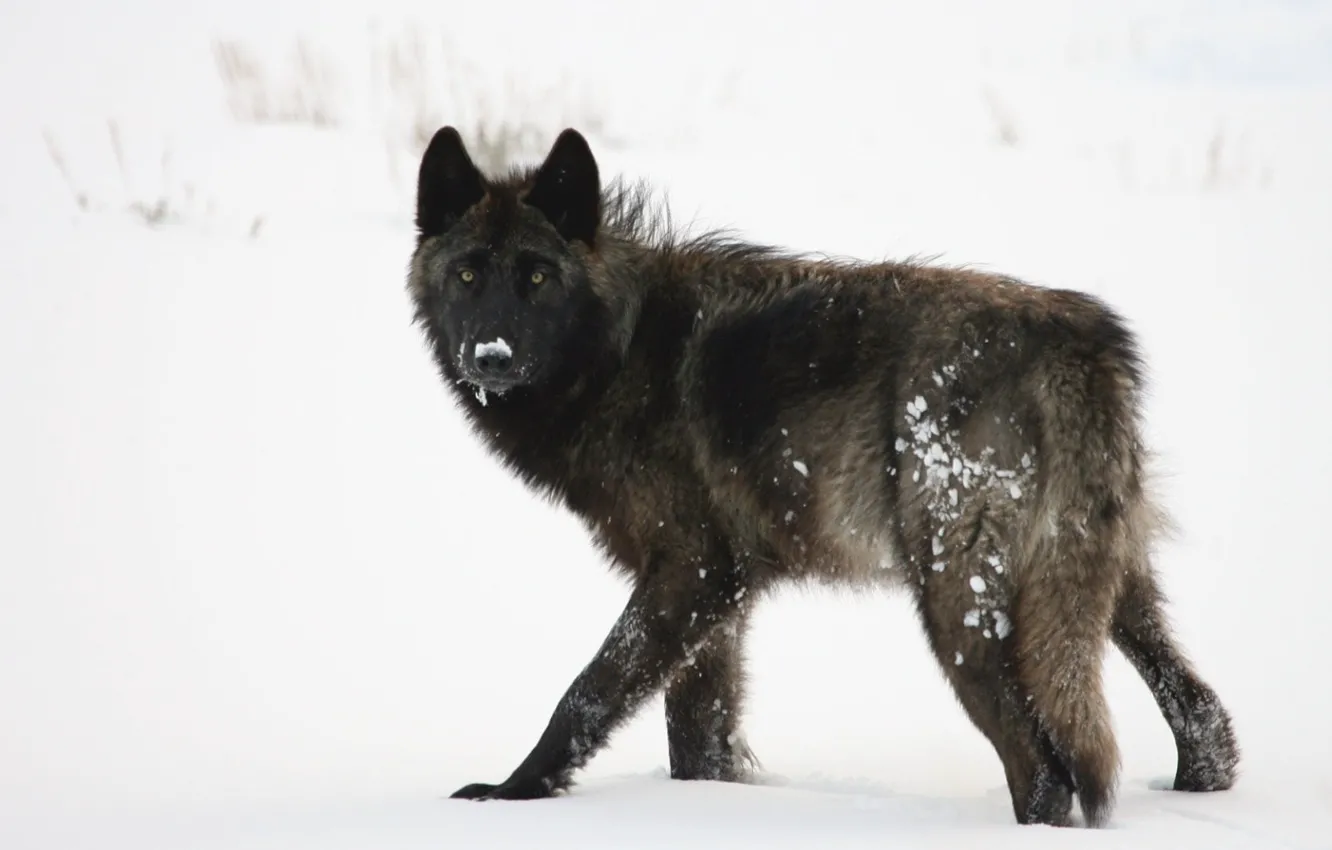 Photo wallpaper Predator, grey, winter, pack, canine, black wolf on white snowy field