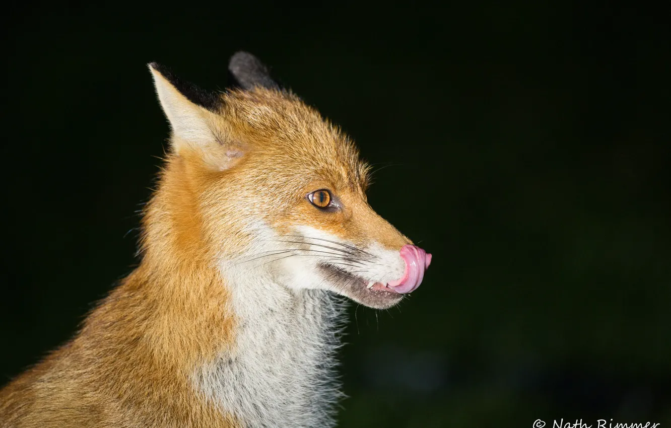 Photo wallpaper Fox, Fox, black background