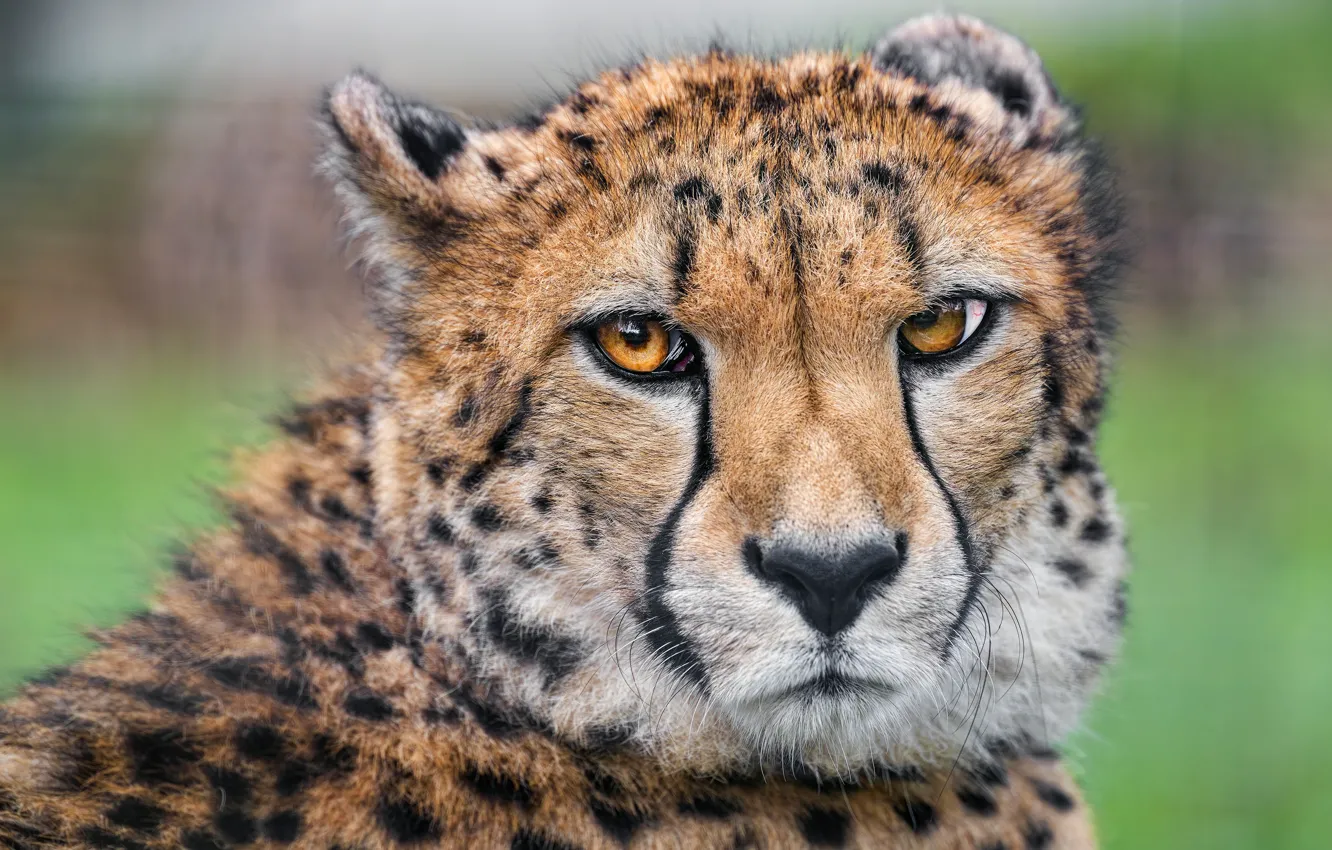 Photo wallpaper look, face, Cheetah, the expression