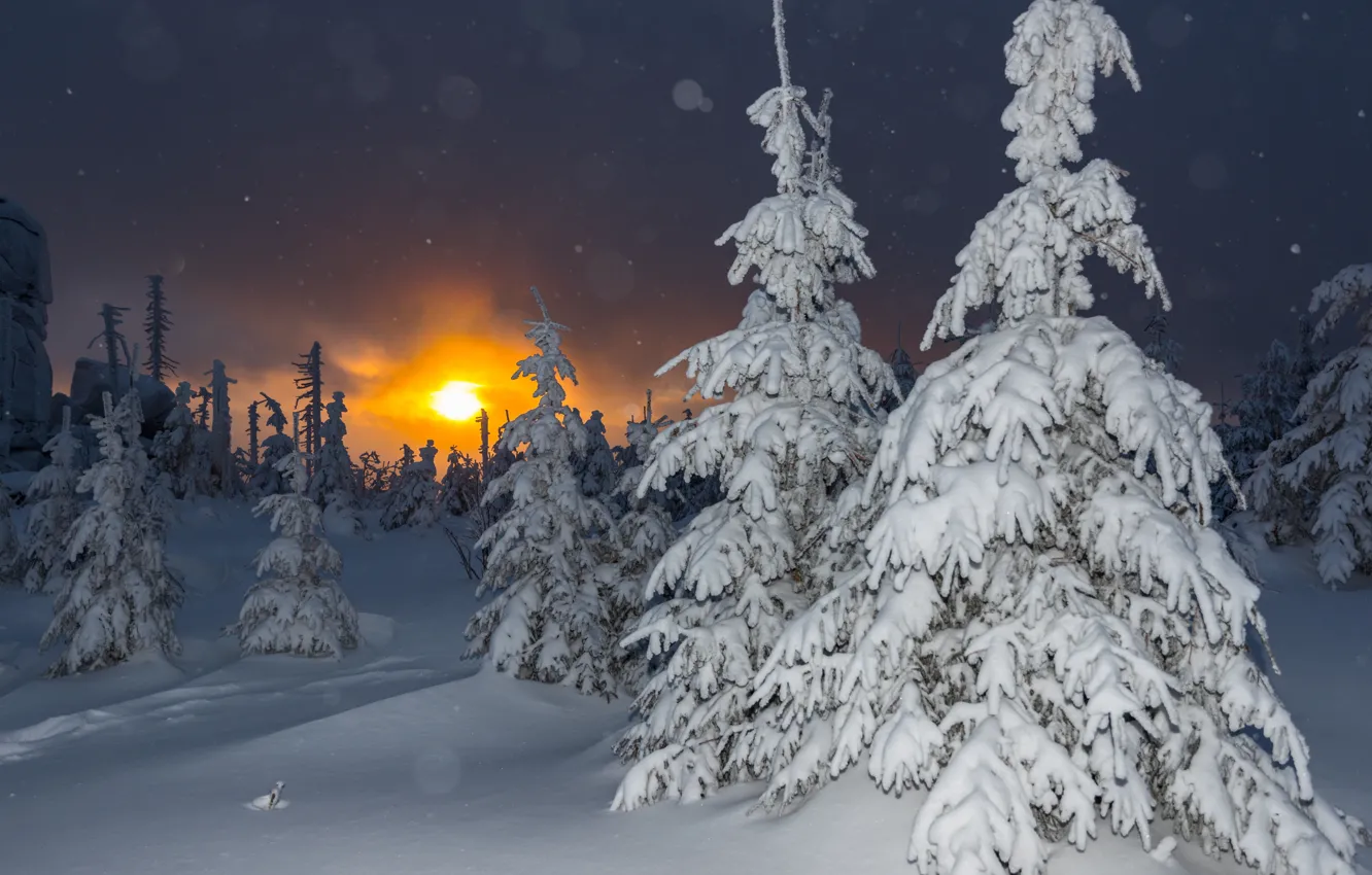 Photo wallpaper winter, snow, trees, landscape, sunset, nature, Germany, ate