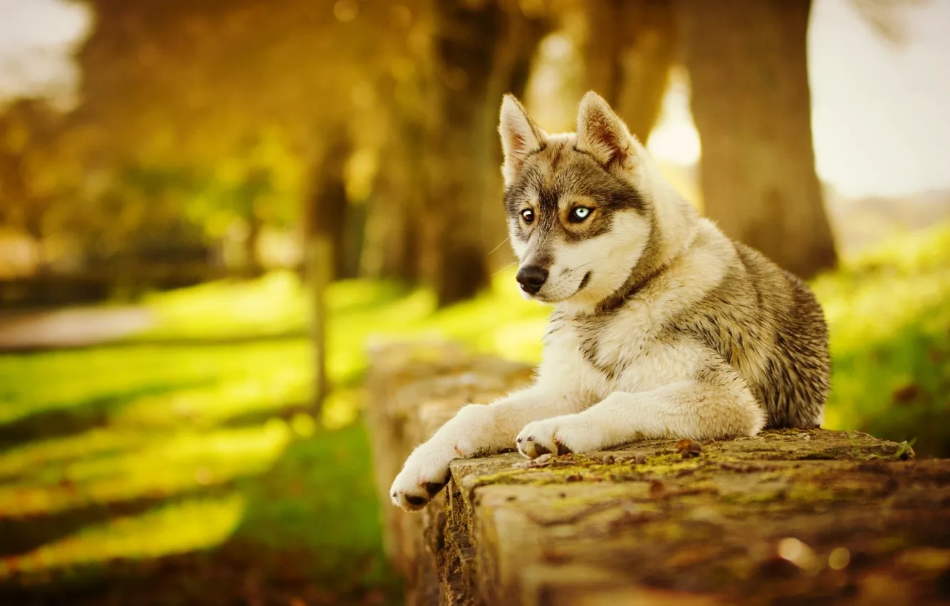 Photo wallpaper autumn, dog, husky