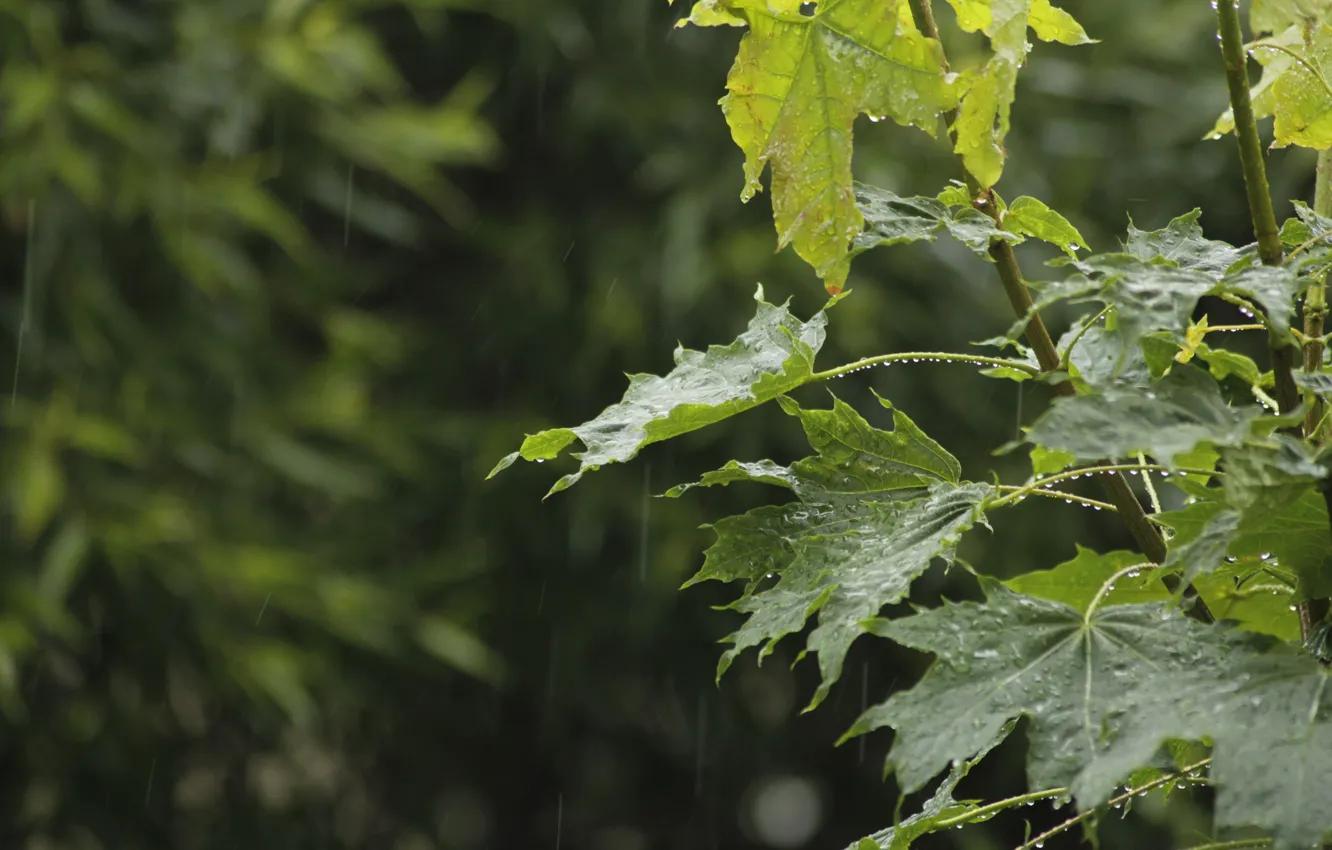 Photo wallpaper drops, branches, nature, rain, maple, the bushes, IVA