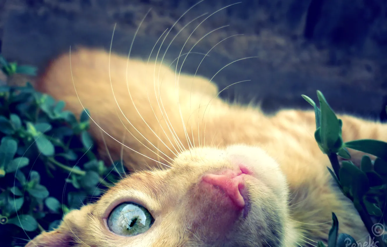 Photo wallpaper cat, look, eyes