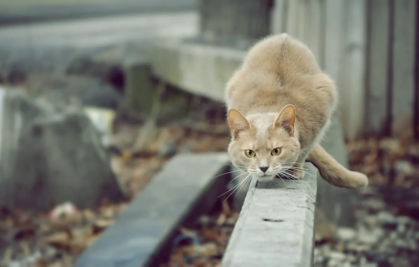 Photo wallpaper cat, cat, look, looks, hunter, cat