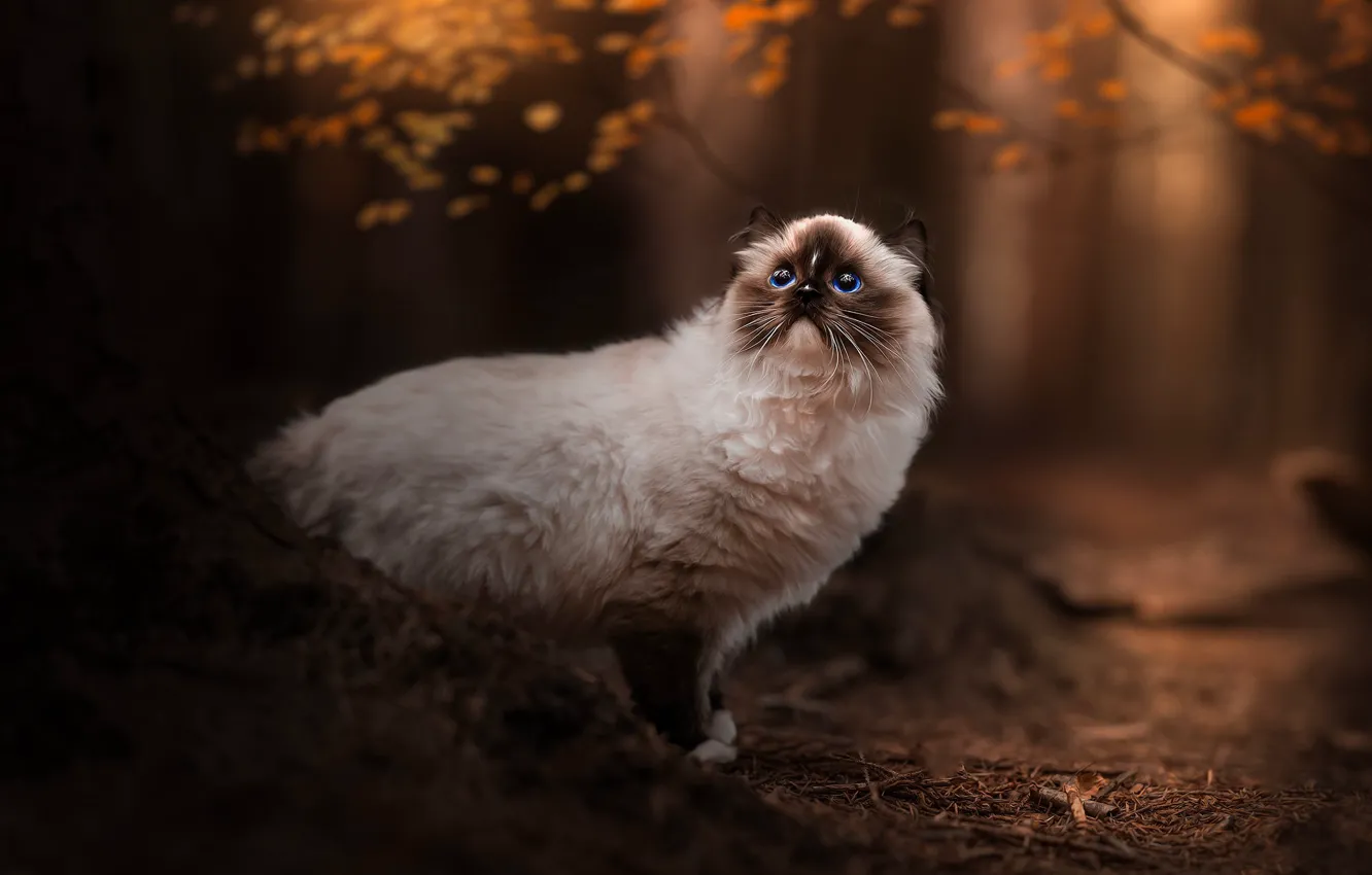 Photo wallpaper autumn, forest, cat, cat, look, leaves, branches, nature