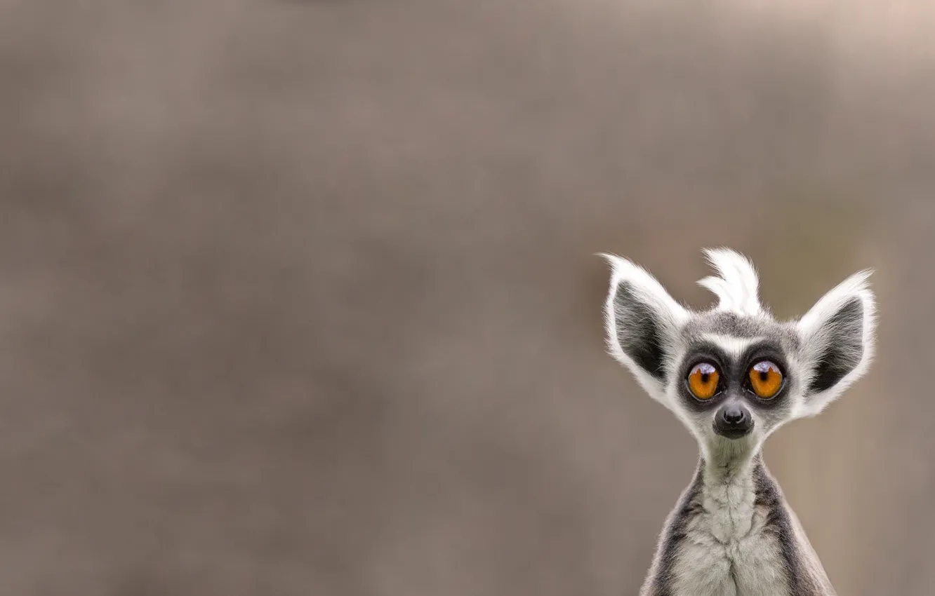 Photo wallpaper face, animal, lemur, Lemur