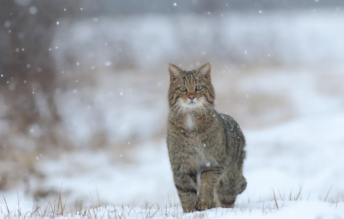 Photo wallpaper winter, snow, wild cat, bokeh, forest cat