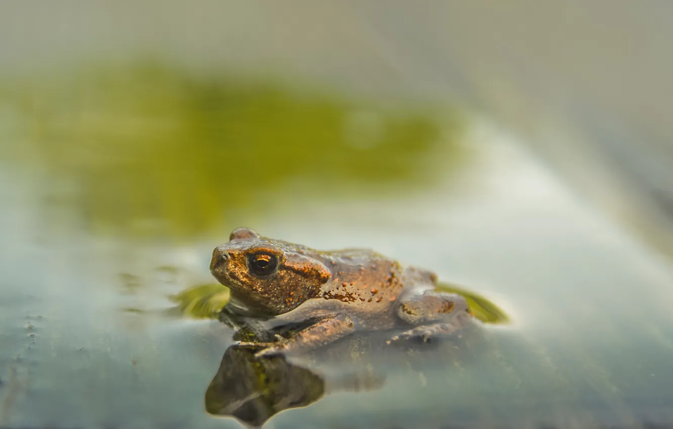 Photo wallpaper water, background, frog