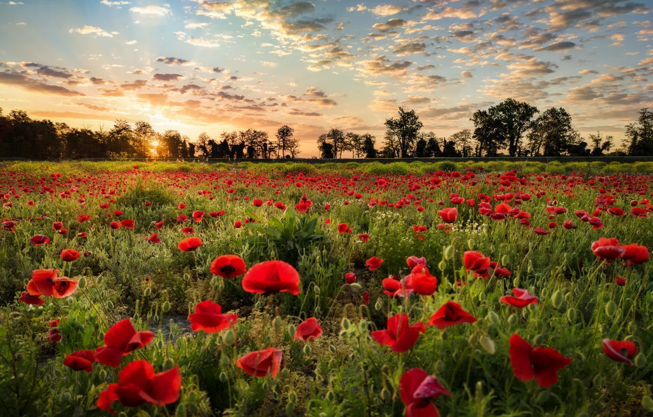 Photo wallpaper road, the sky, clouds, trees, flowers, Maki, poppy field