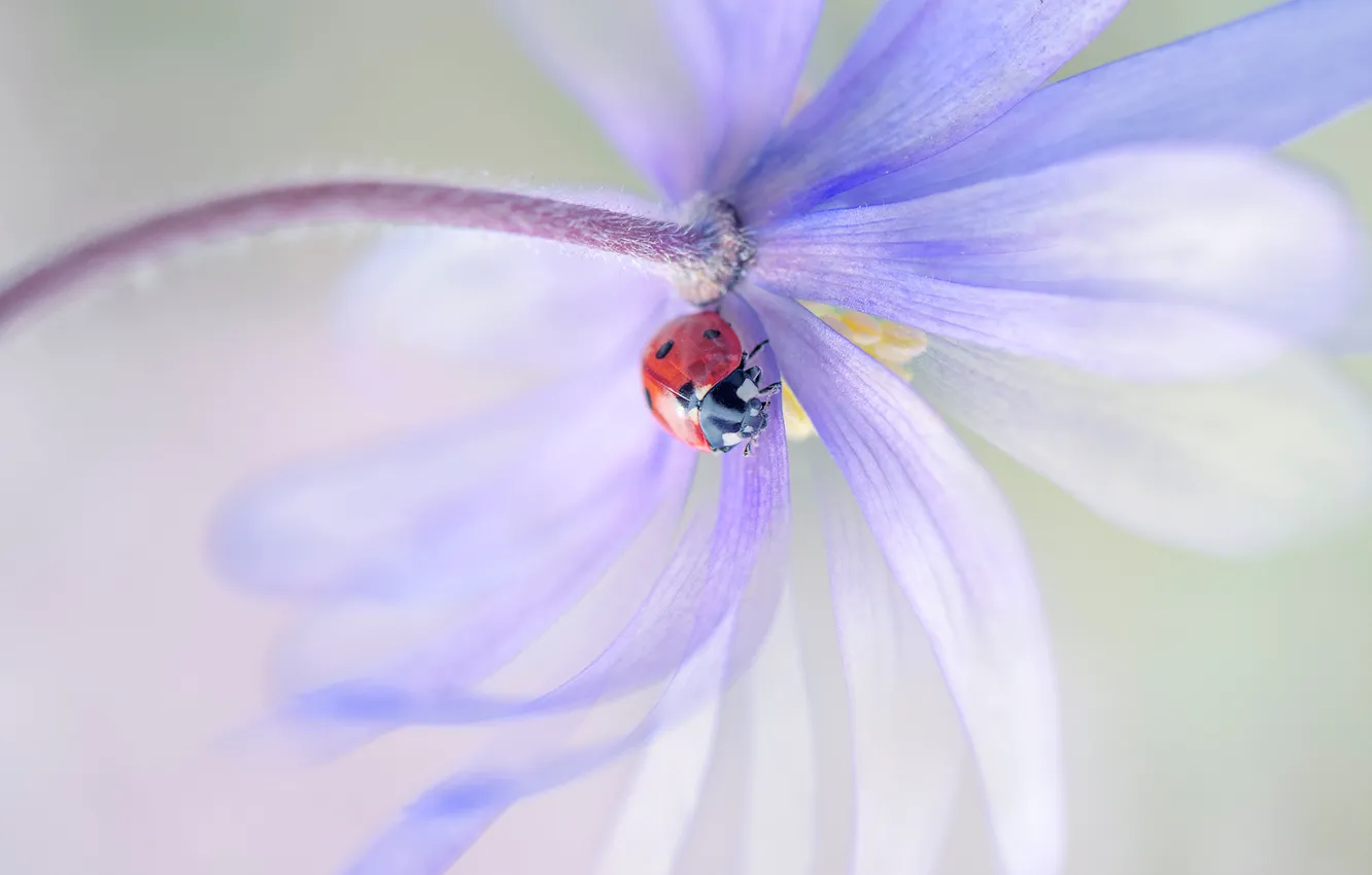 Photo wallpaper flower, macro, red, background, lilac, ladybug, beetle, blur