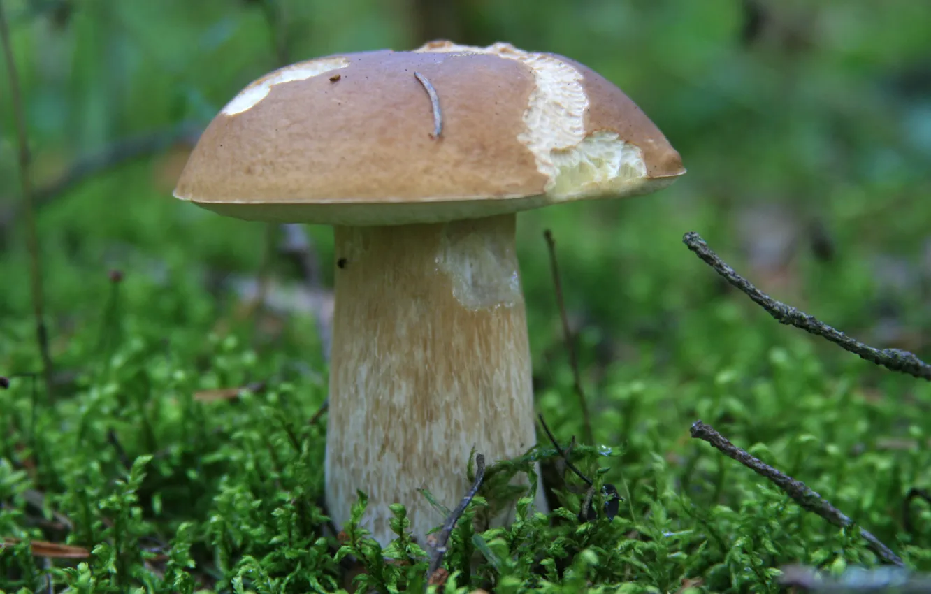 Photo wallpaper autumn, forest, white, macro, nature, Wallpaper, mushrooms, food