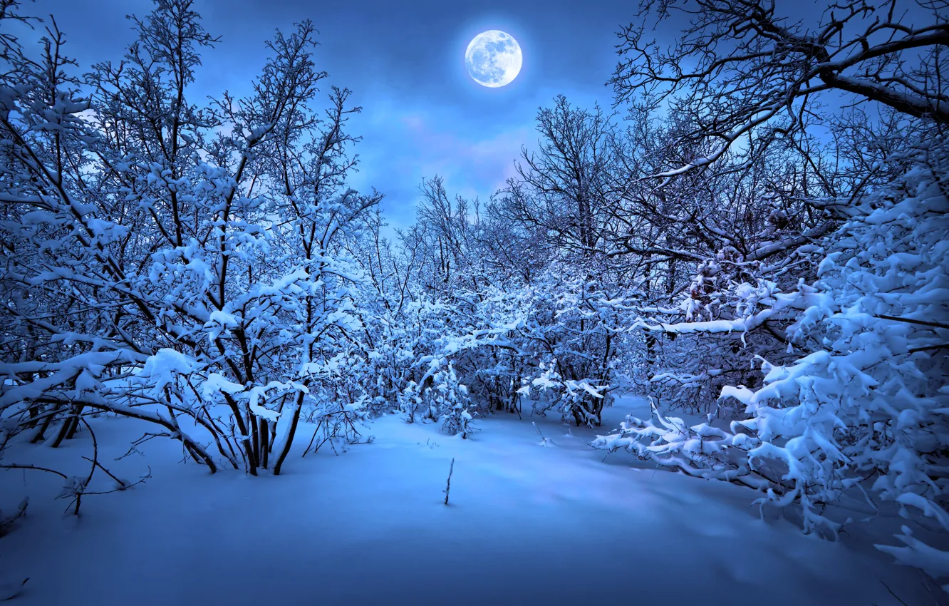 Photo wallpaper winter, snow, trees, nature, tree, new year, trees, nature