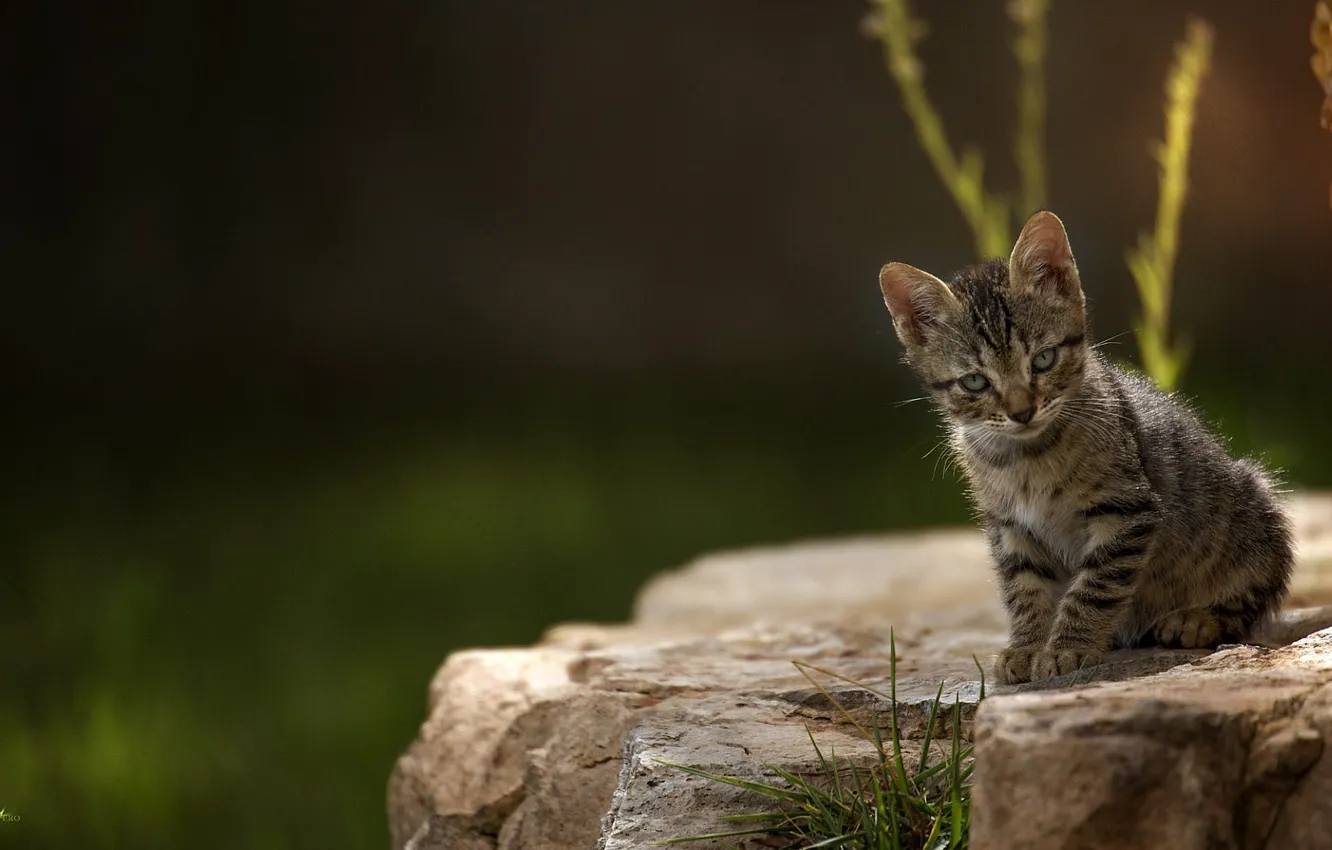 Photo wallpaper blur, sitting on a rock, tabby kitten