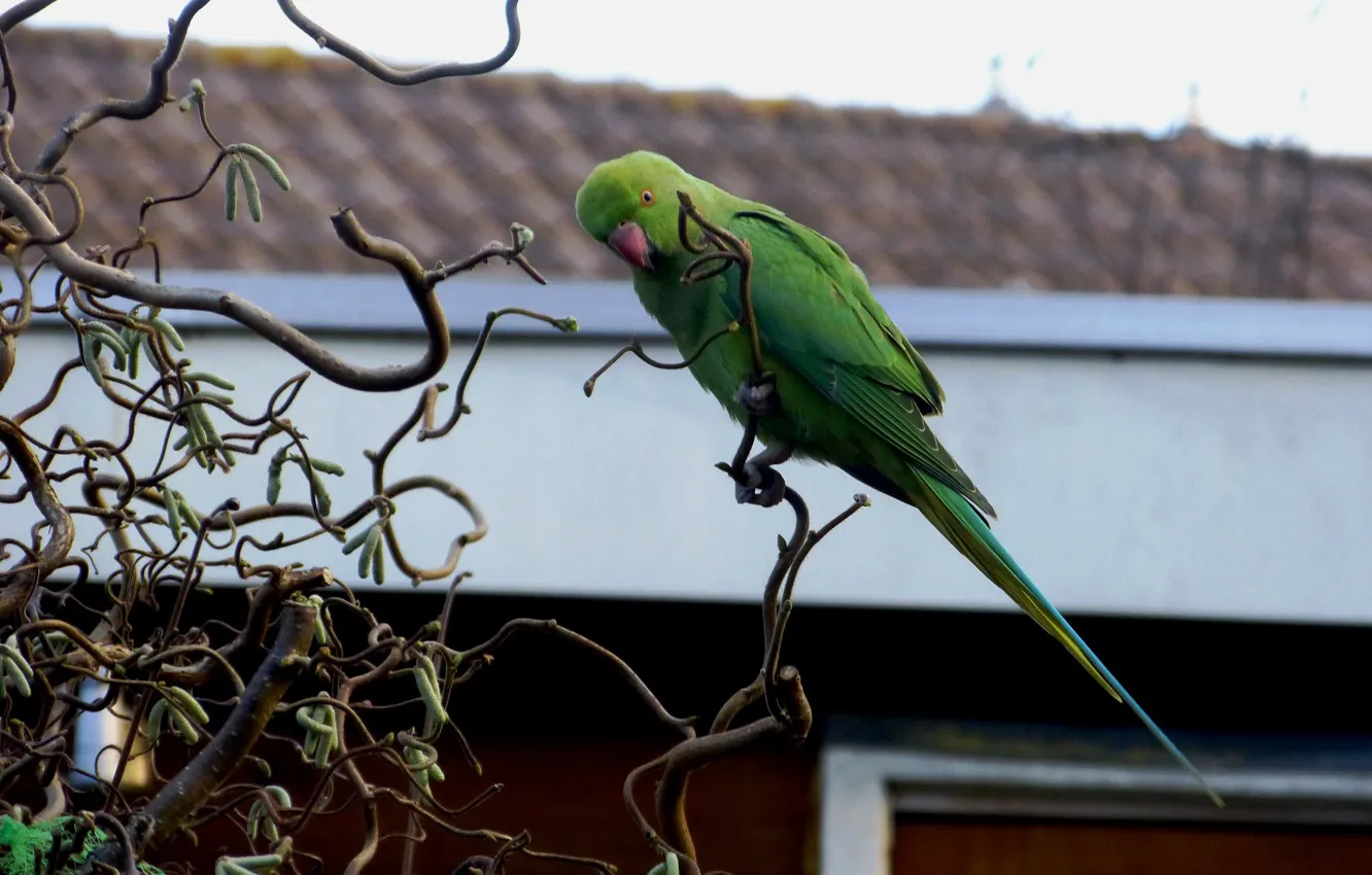 Photo wallpaper branches, parrot, green parrot