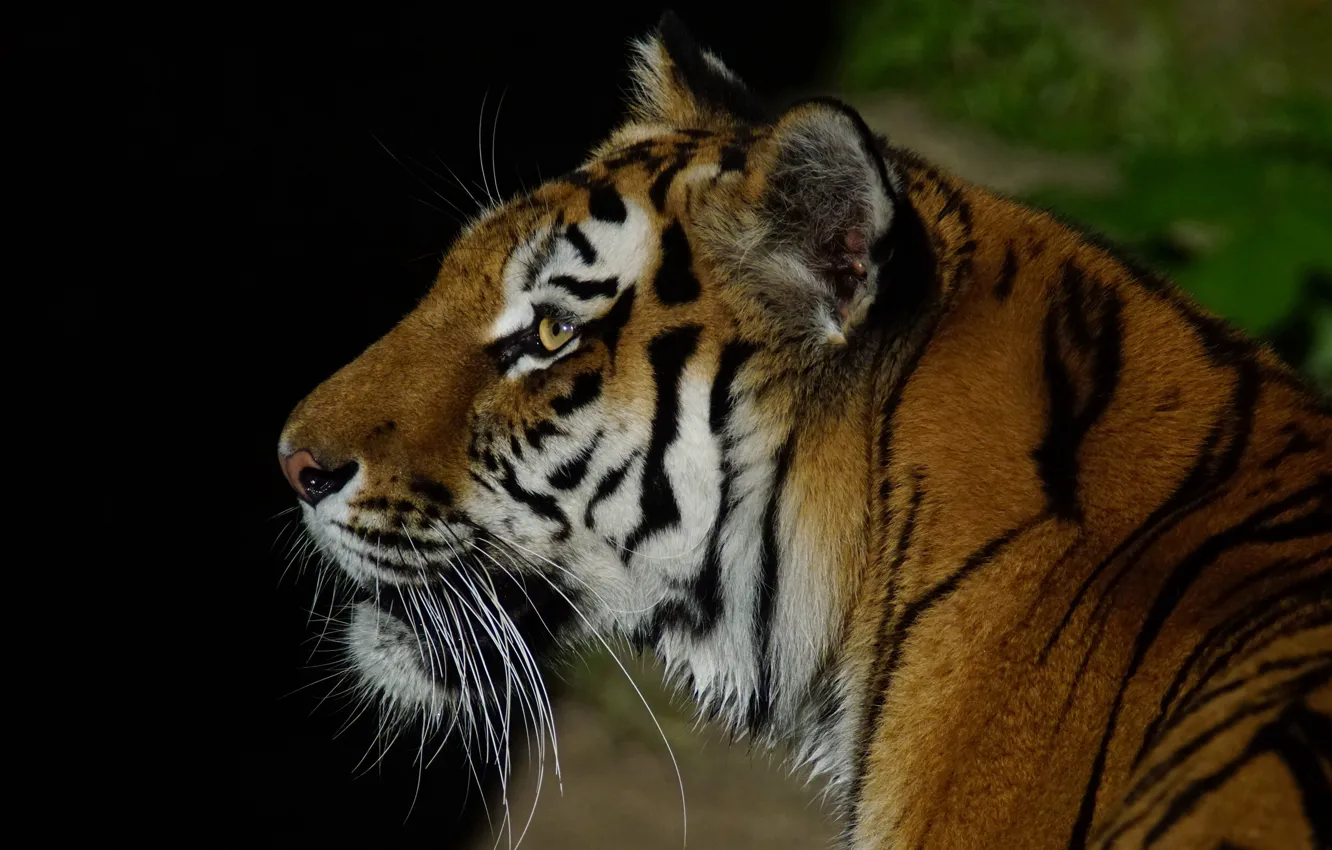 Photo wallpaper cat, mustache, look, face, nature, tiger, background, black