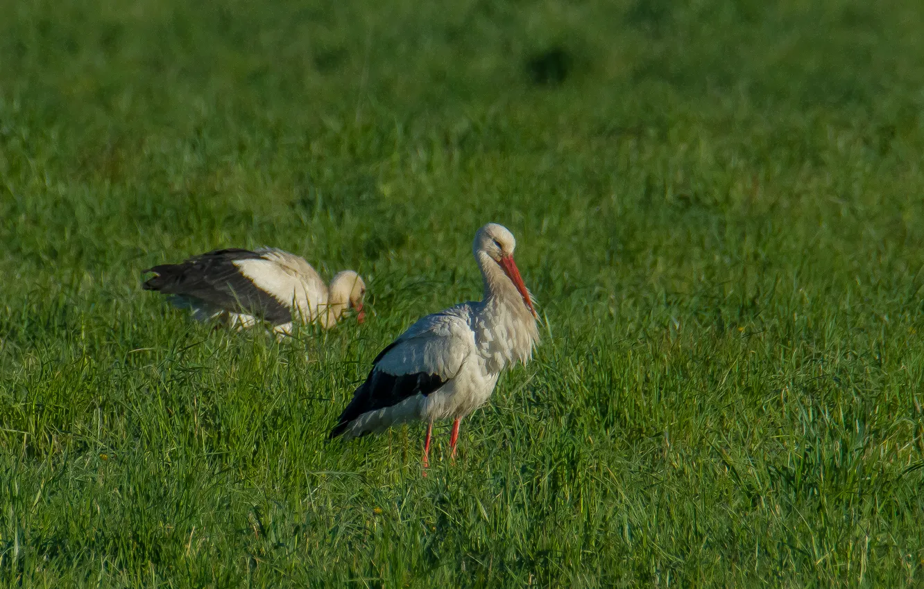 Photo wallpaper grass, nature, bird, spring, meadow, stork, photohunt