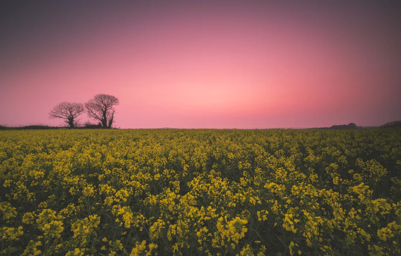Photo wallpaper trees, rape, rapeseed field