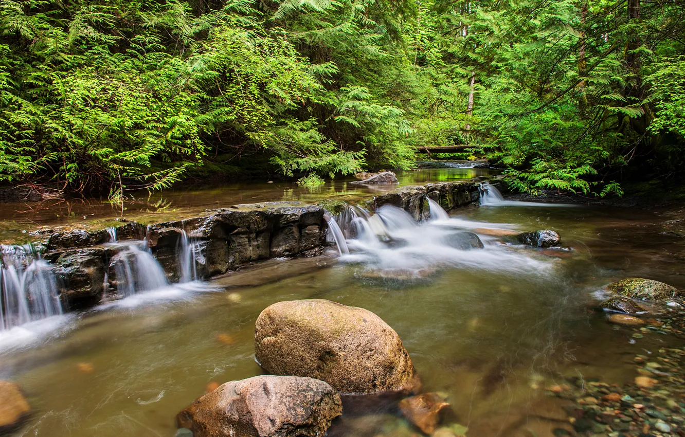 Photo wallpaper forest, trees, river, stones, rocks, waterfall, thresholds