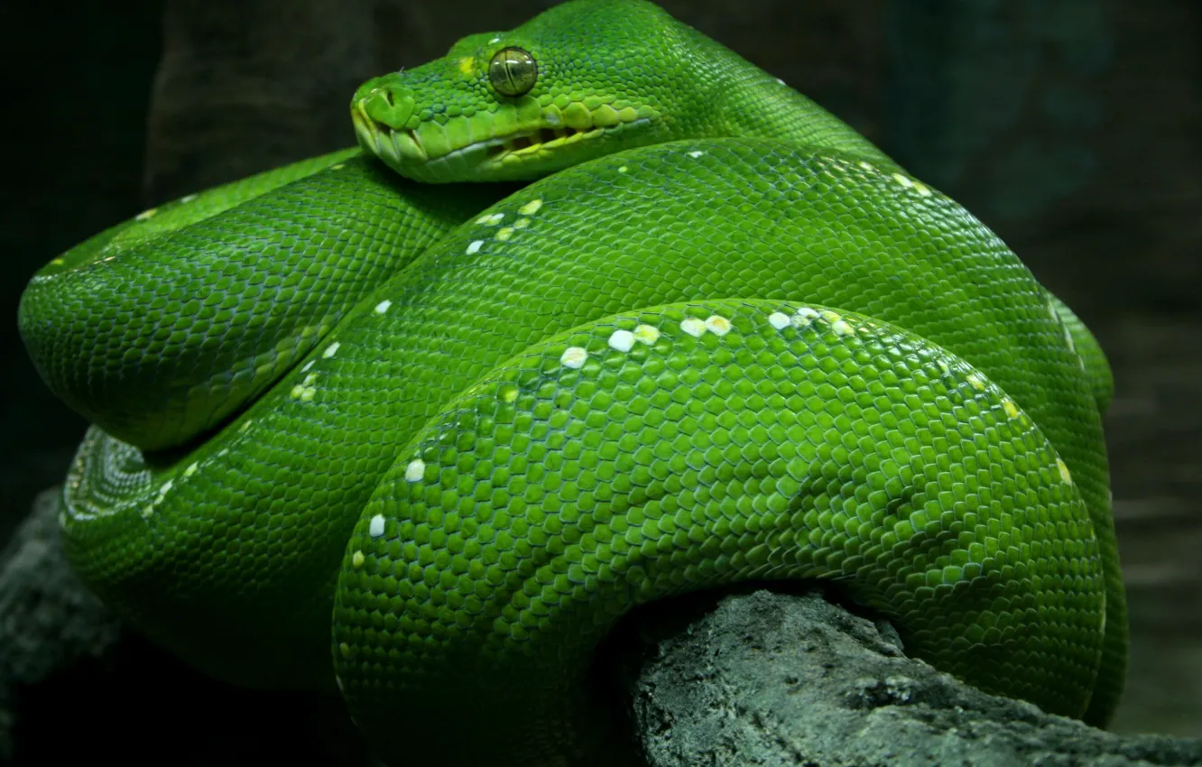 Photo wallpaper green, branch, snakes, Python, snake, tree, branch, skin