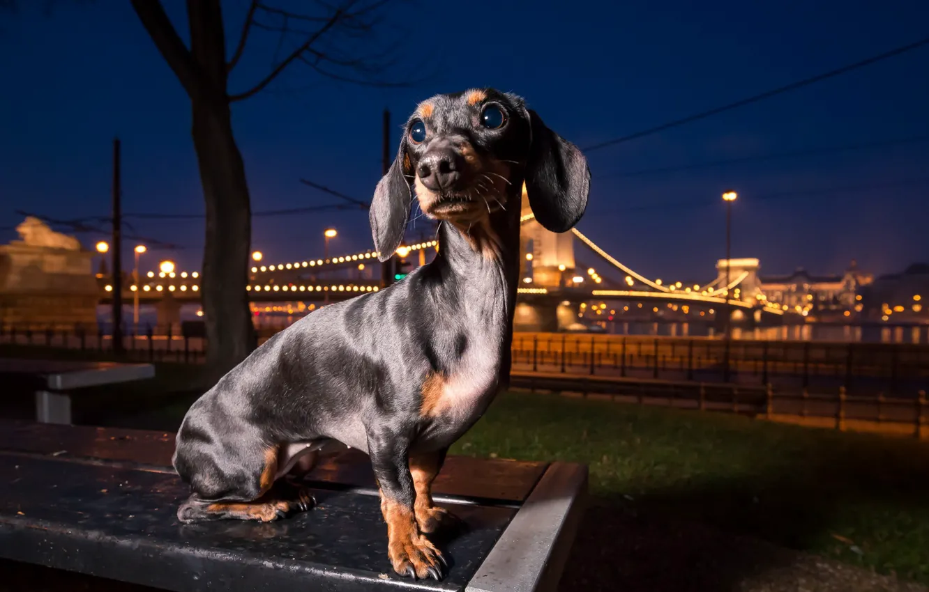 Photo wallpaper night, the city, each, dog