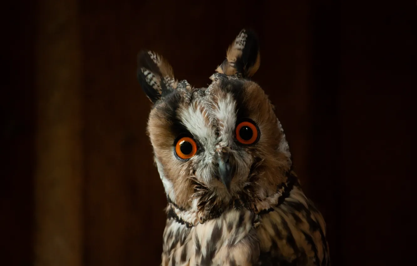 Photo wallpaper look, the dark background, owl, bird, portrait, Long-eared owl