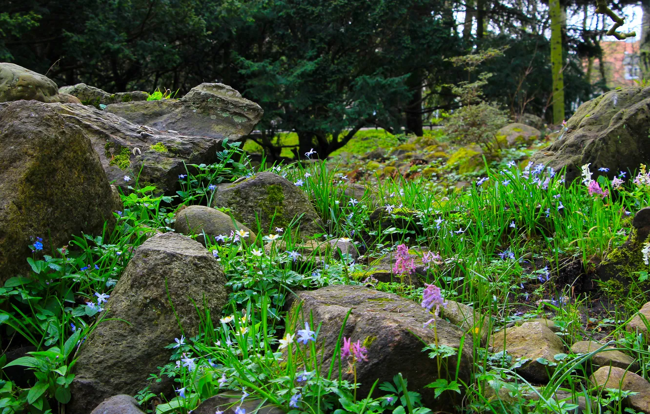 Photo wallpaper park, stones, plant, moss