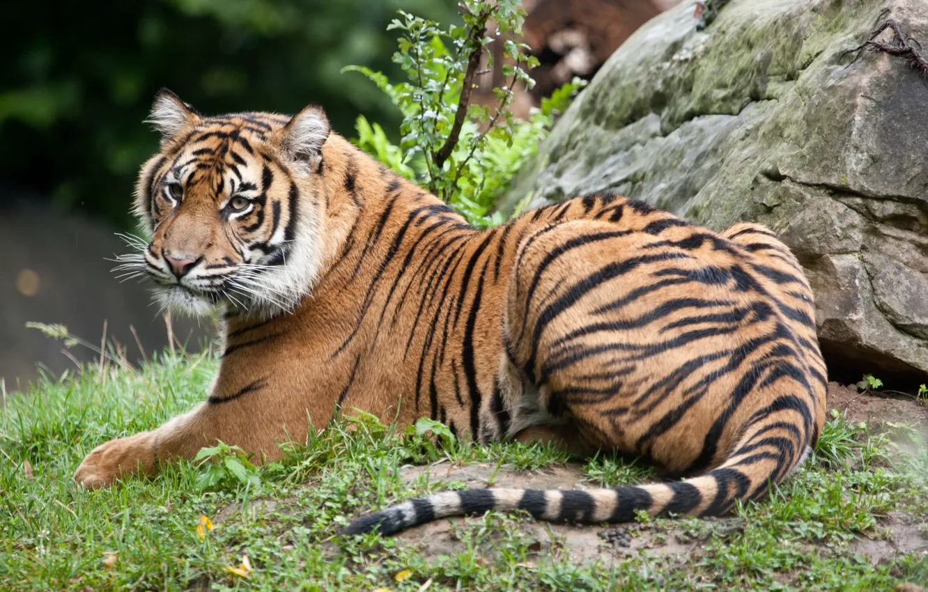 Photo wallpaper cat, grass, tiger, stone, Sumatran