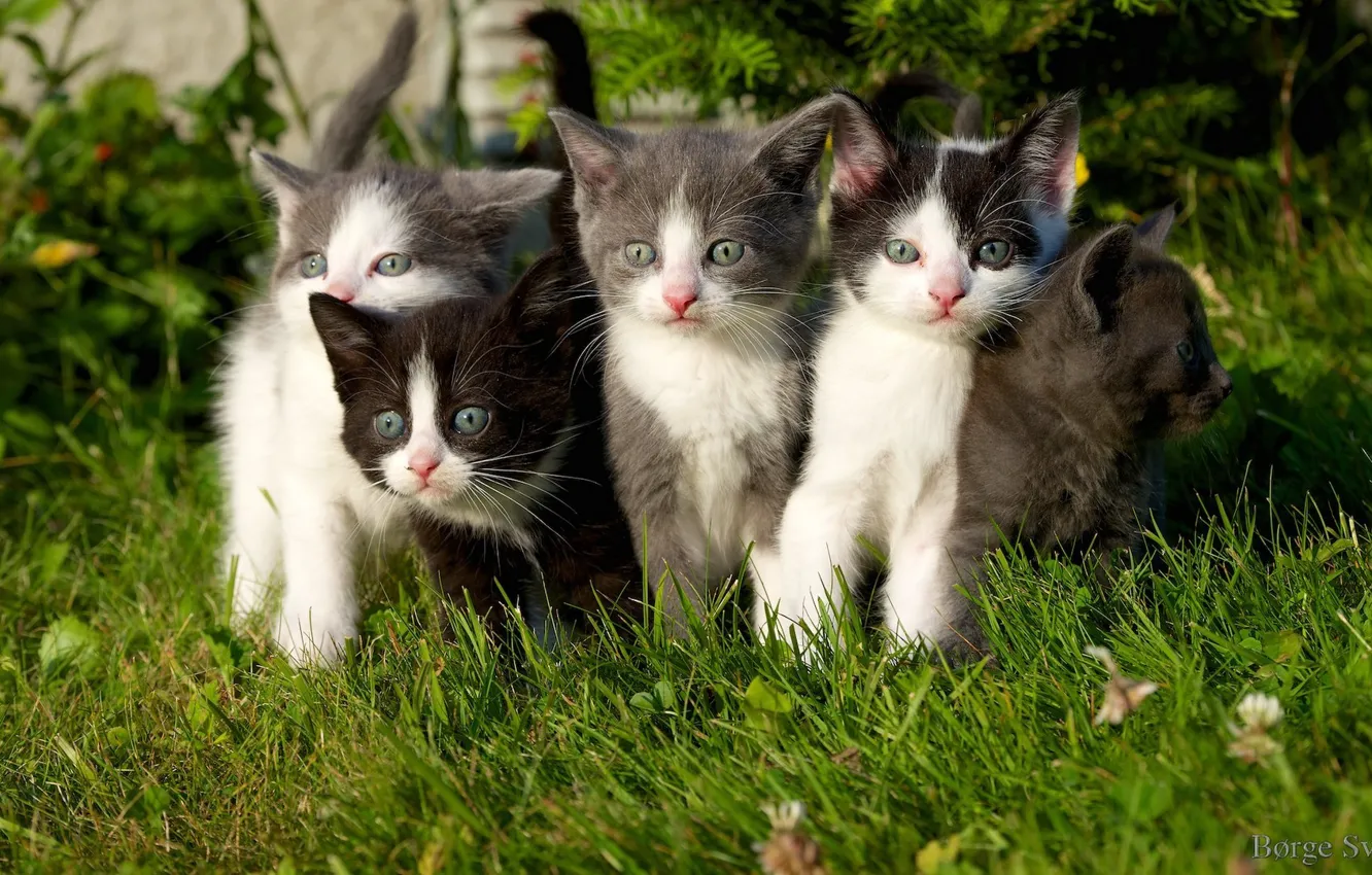 Photo wallpaper kittens, grass, weed, kittens
