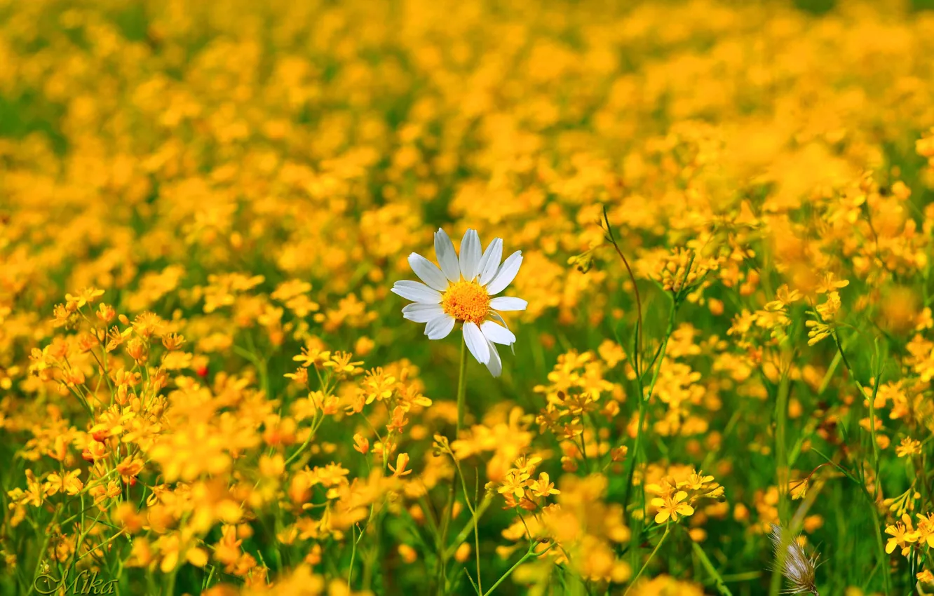Photo wallpaper chamomile, flowers, flowering, flowers, camomile, Flowering