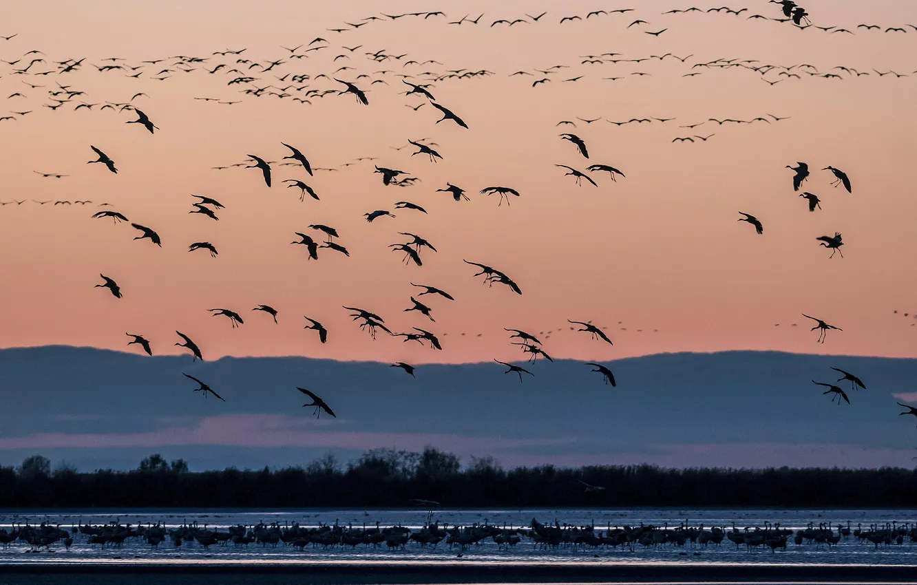 Photo wallpaper the sky, clouds, flight, landscape, nature, animal, horizon, a flock of birds